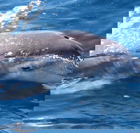 Jervis Bay Dolphin Watch Cruise - Tourism Cairns