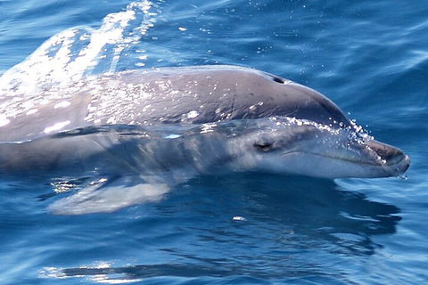 Jervis Bay Dolphin Watch Cruise - Tourism Cairns 0