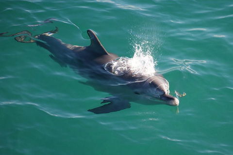Jervis Bay Dolphin Watch Cruise - Tourism Cairns 1