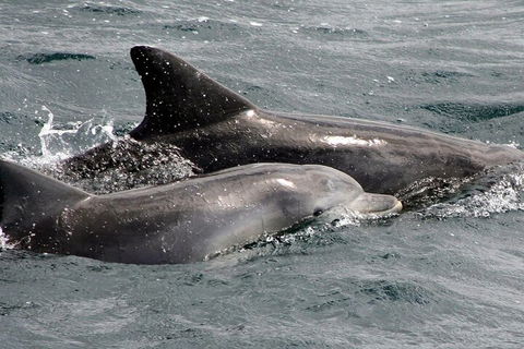 Jervis Bay Dolphin Watch Cruise - Tourism Cairns 2