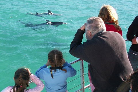 Jervis Bay Dolphin Watch Cruise - Tourism Cairns 4