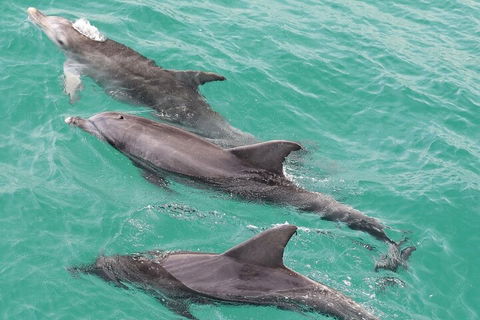 Jervis Bay Dolphin Watch Cruise - Tourism Cairns 5
