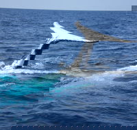 Whale Watching Jervis Bay - Tourism Cairns