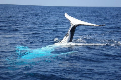 Whale Watching Jervis Bay - Tourism Cairns 0
