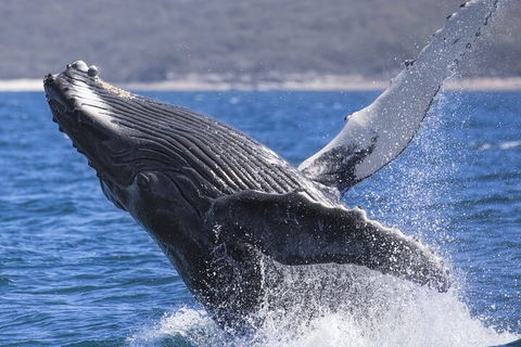 Whale Watching Jervis Bay - Tourism Cairns 2