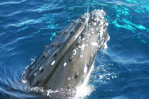 Whale Watching Jervis Bay - Tourism Cairns 3