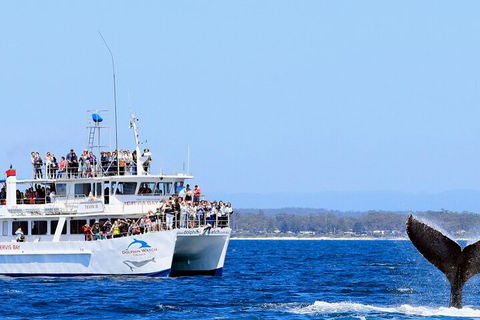 Whale Watching Jervis Bay - Tourism Cairns 4