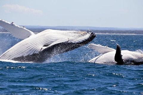 Whale Watching Jervis Bay - Tourism Cairns 5