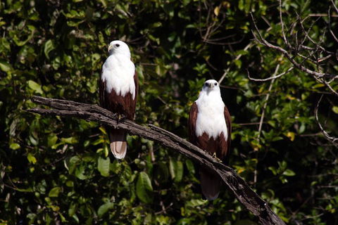 Whitsunday Crocodile Safari Including Lunch - Tourism Cairns 2