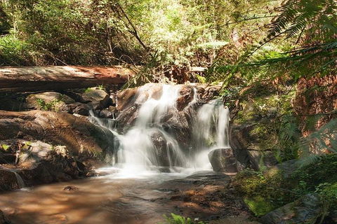 Discover Tour: Dandenong Ranges & William Ricketts Sanctuary - Tourism Cairns 1