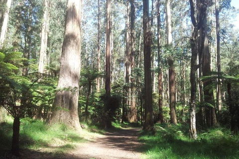 Discover Tour: Dandenong Ranges & William Ricketts Sanctuary - Tourism Cairns 5