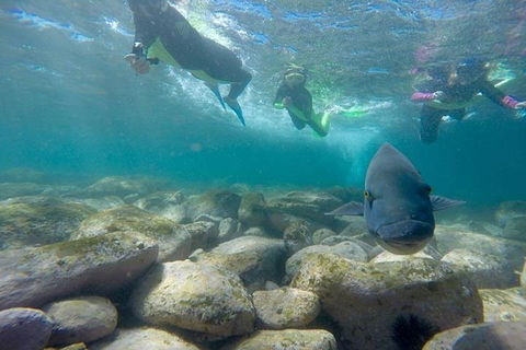 Manly And Shelly Beach Snorkeling Tour - Tourism Cairns 0