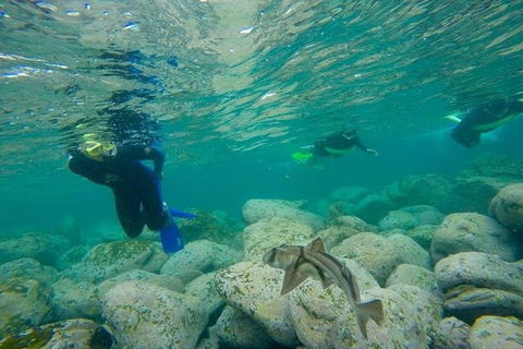 Manly And Shelly Beach Snorkeling Tour - Tourism Cairns 1