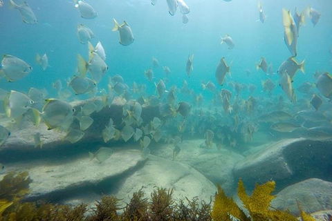 Manly And Shelly Beach Snorkeling Tour - Tourism Cairns 2