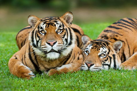 The Ultimate Gold Coast Attractions Pass - Tourism Cairns 2