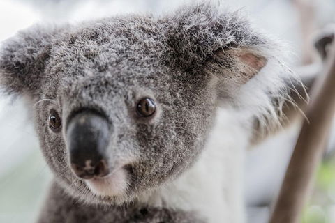 Ultimate Sydney Pass - Tourism Cairns 2