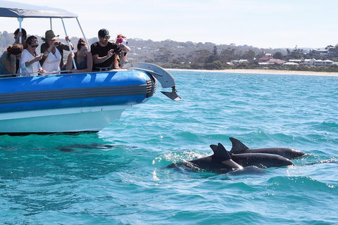 Seal Island Boat Tour From Victor Harbor - Tourism Cairns 5