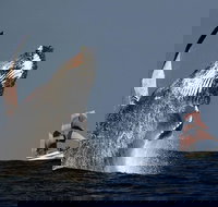 Sydney Harbour Tall Ship Whale  Sail - Whale Watching Cruise - Tourism Cairns