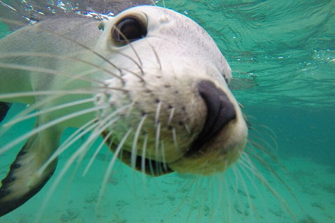 6-Day Eyre Peninsula & Flinders Ranges Adventure Tour - Tourism Cairns 2