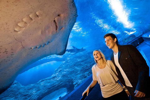 Dive With Sharks At AQWA - Tourism Cairns 0