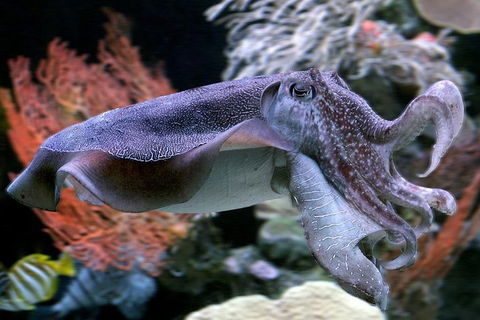 Dive With Sharks At AQWA - Tourism Cairns 1
