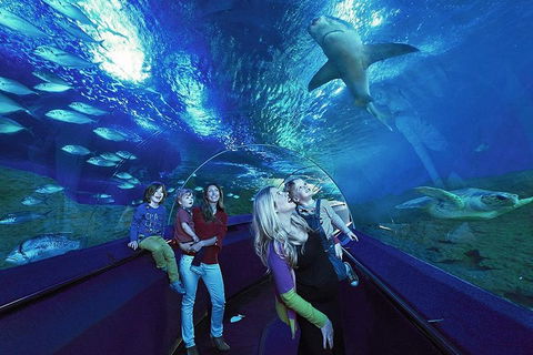 Dive With Sharks At AQWA - Tourism Cairns 5