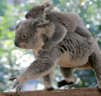 Lone Pine Koala Sanctuary Admission with Brisbane River Cruise - Tourism Cairns
