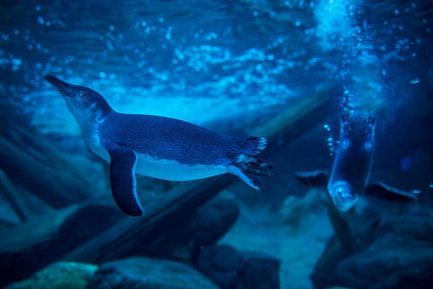 SEA LIFE Sunshine Coast Aquarium Entrance Ticket - Tourism Cairns 1