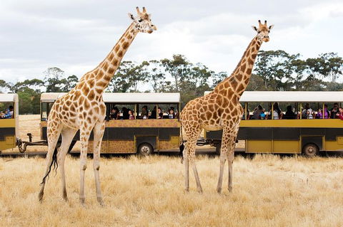 Werribee Open Range Zoo General Admission Ticket - Tourism Cairns 2