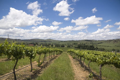 Hunter Valley Wine Tour From Sydney Incl Lunch, Cheese, Chocolate And Distillery - Tourism Cairns 0