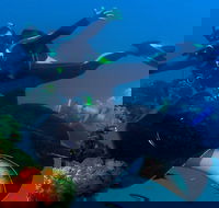 Scuba Dive the S.S. Yongala Wreck on the Great Barrier Reef. - Tourism Cairns