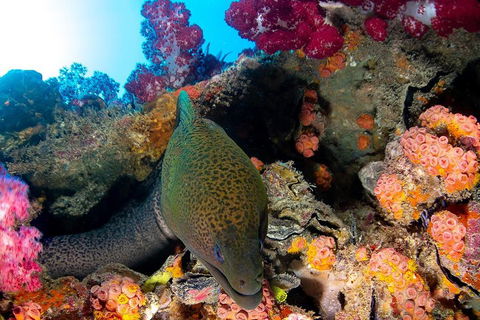 Scuba Dive The S.S. Yongala Wreck On The Great Barrier Reef. - Tourism Cairns 1